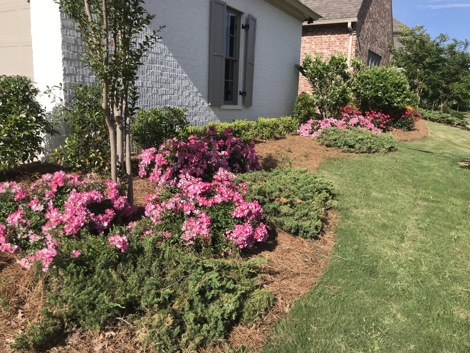 Flowering shrubs and refreshed pine-straw beds